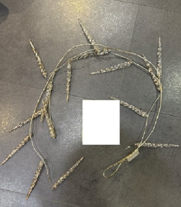 Рододендрон гибридный Персис Американ Бьюти